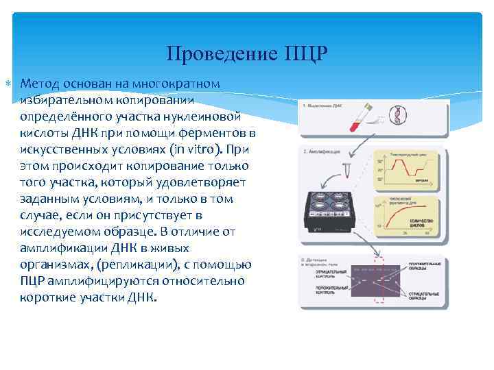 Проведение ПЦР Метод основан на многократном избирательном копировании определённого участка нуклеиновой кислоты ДНК при