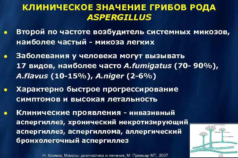 КЛИНИЧЕСКОЕ ЗНАЧЕНИЕ ГРИБОВ РОДА ASPERGILLUS Второй по частоте возбудитель системных микозов, наиболее частый -