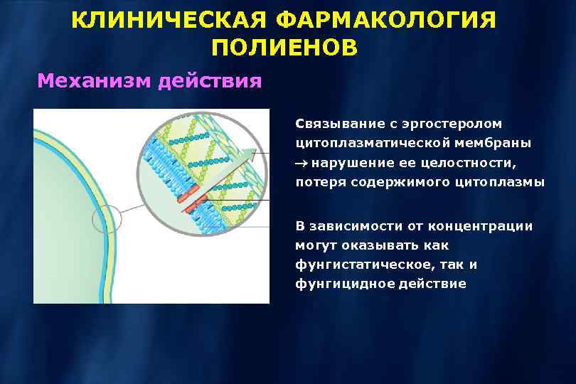 КЛИНИЧЕСКАЯ ФАРМАКОЛОГИЯ ПОЛИЕНОВ Механизм действия Связывание с эргостеролом цитоплазматической мембраны нарушение ее целостности, потеря
