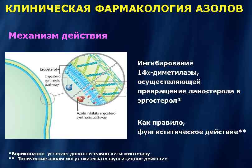 КЛИНИЧЕСКАЯ ФАРМАКОЛОГИЯ АЗОЛОВ Механизм действия Ингибирование 14 -диметилазы, осуществляющей превращение ланостерола в эргостерол* Как
