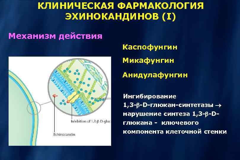 КЛИНИЧЕСКАЯ ФАРМАКОЛОГИЯ ЭХИНОКАНДИНОВ (I) Механизм действия Каспофунгин Микафунгин Анидулафунгин Ингибирование 1, 3 - -D-глюкан-синтетазы
