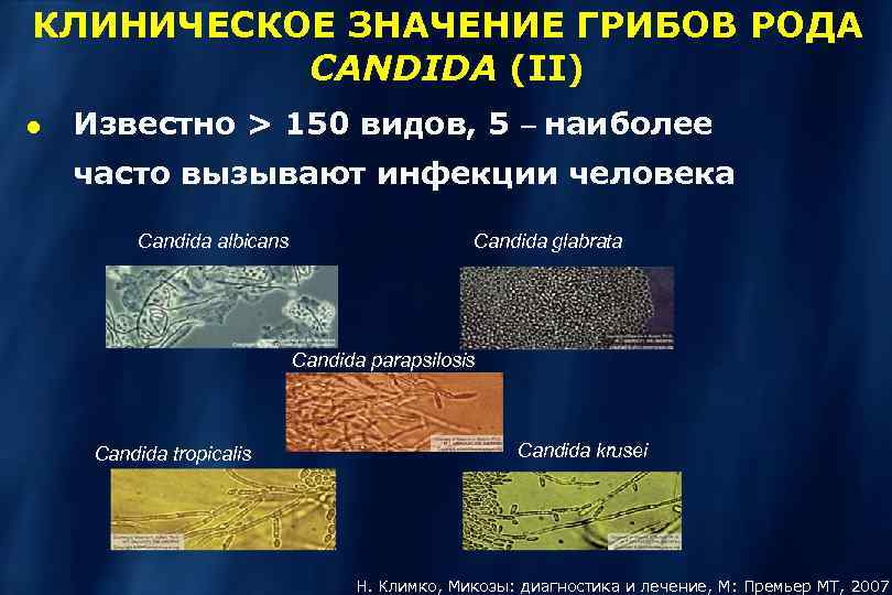 КЛИНИЧЕСКОЕ ЗНАЧЕНИЕ ГРИБОВ РОДА CANDIDA (II) Известно > 150 видов, 5 – наиболее часто