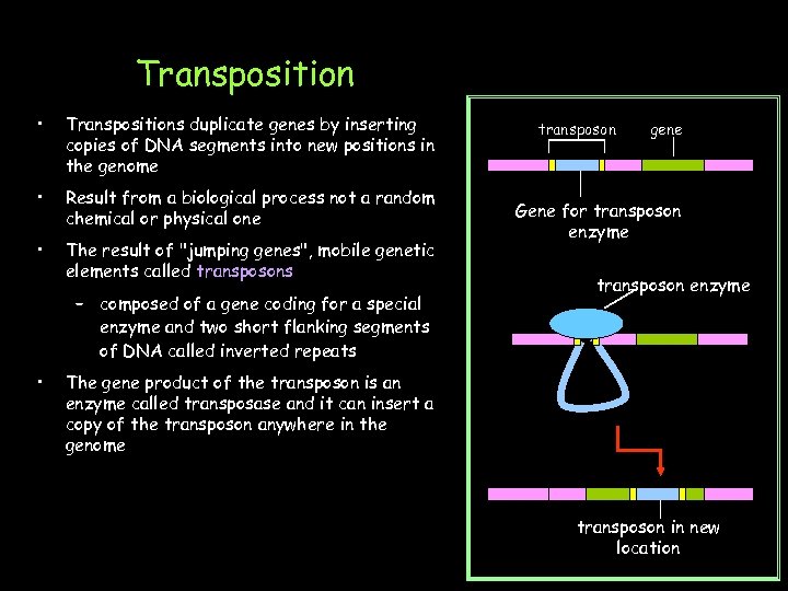 Transposition • Transpositions duplicate genes by inserting copies of DNA segments into new positions