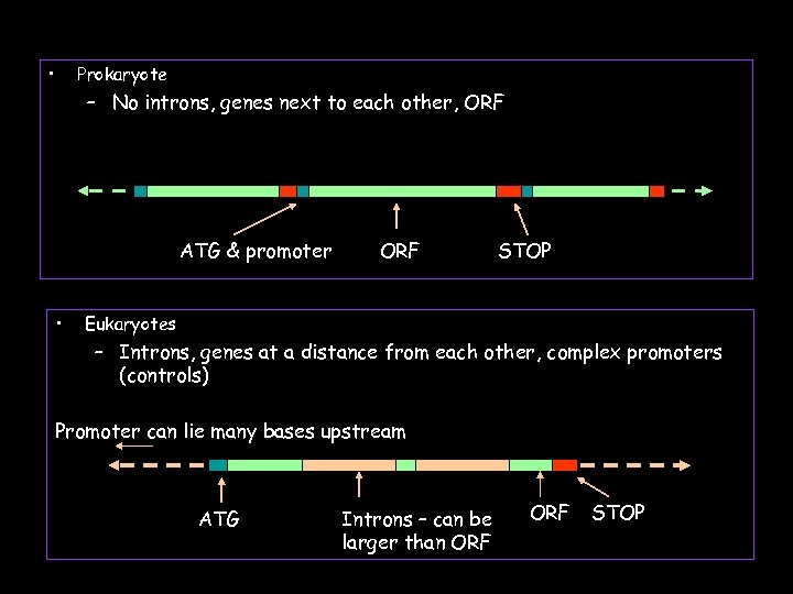  • Prokaryote – No introns, genes next to each other, ORF ATG &