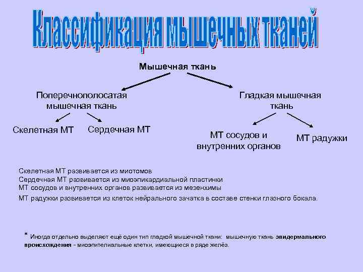 Мышечная ткань Поперечнополосатая мышечная ткань Скелетная МТ Сердечная МТ Гладкая мышечная ткань МТ сосудов