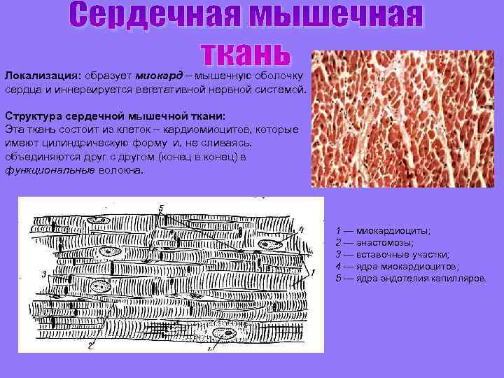 Строение кардиомиоцита схема