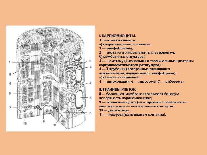 I. КАРДИОМИОЦИТЫ. В них можно видеть а) сократительные элементы: 1 — миофибриллы, 2 —