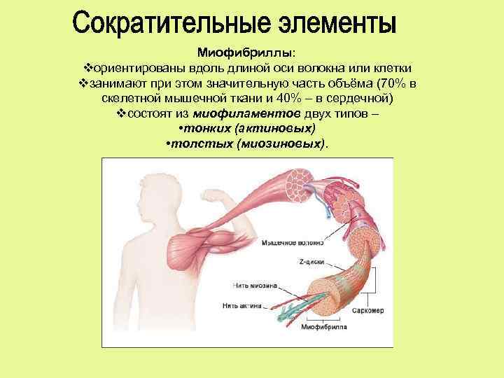 Миофибриллы: vориентированы вдоль длиной оси волокна или клетки vзанимают при этом значительную часть объёма