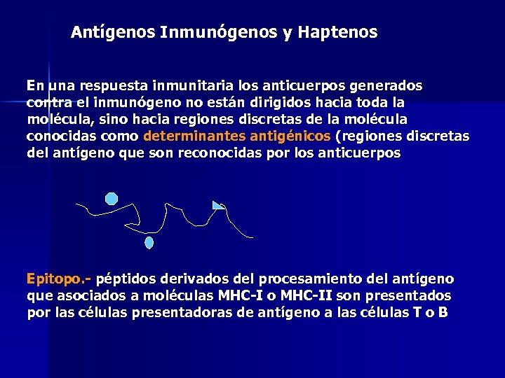 Antígenos Inmunógenos y Haptenos En una respuesta inmunitaria los anticuerpos generados contra el inmunógeno
