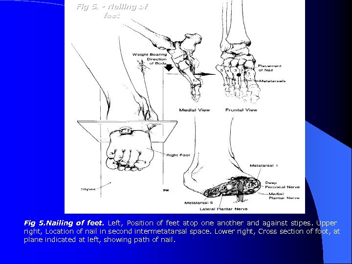 Fig 5. - Nailing of feet Fig 5. Nailing of feet. Left, Position of