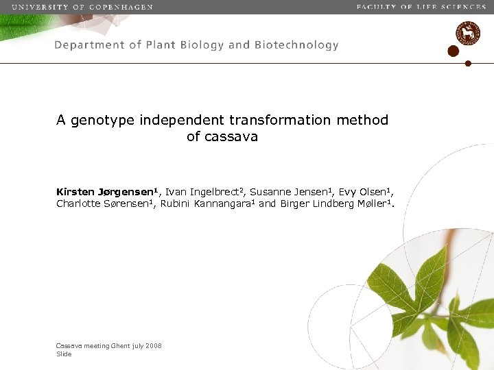 A genotype independent transformation method of cassava Kirsten Jørgensen 1, Ivan Ingelbrect 2, Susanne