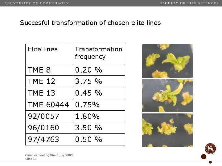 Succesful transformation of chosen elite lines Elite lines Transformation frequency TME 8 0. 20