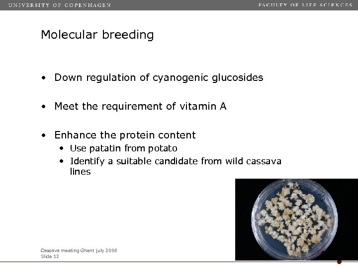Molecular breeding • Down regulation of cyanogenic glucosides • Meet the requirement of vitamin