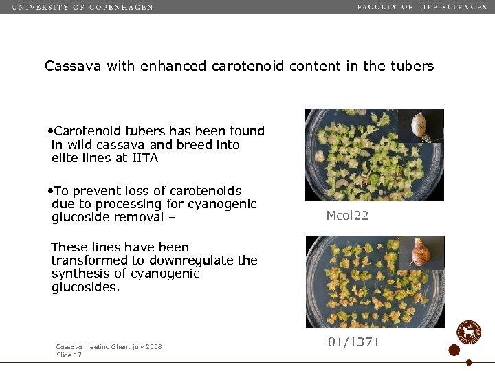 Cassava with enhanced carotenoid content in the tubers • Carotenoid tubers has been found