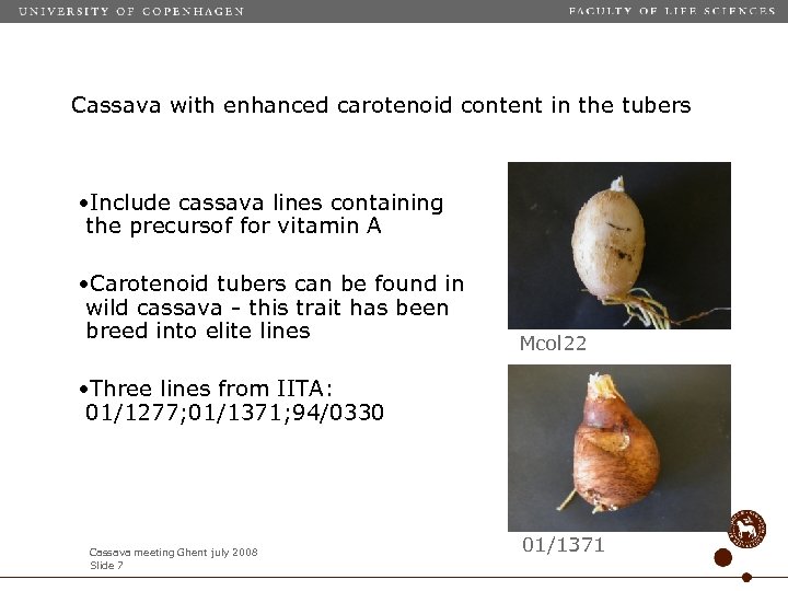 Cassava with enhanced carotenoid content in the tubers • Include cassava lines containing the