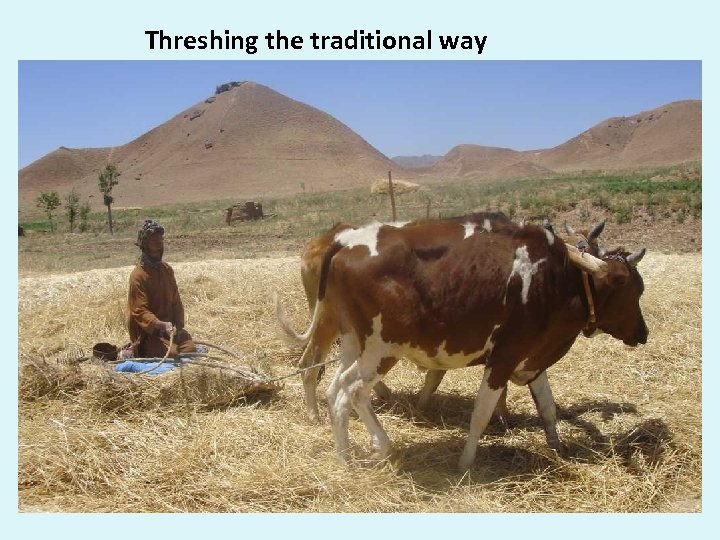 Threshing the traditional way 