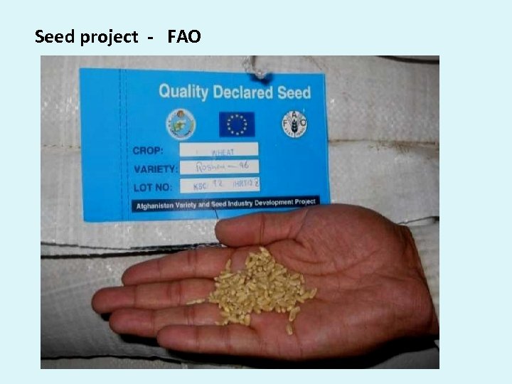 Seed project - FAO 