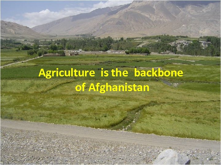 Agriculture is the backbone of Afghanistan 