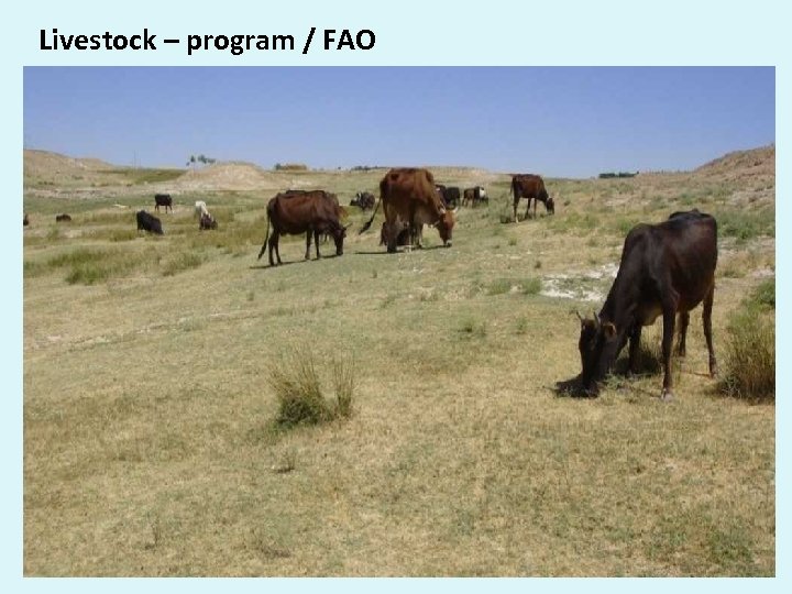  Livestock – program / FAO 