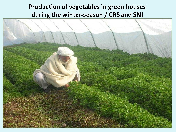 Production of vegetables in green houses during the winter-season / CRS and SNI 