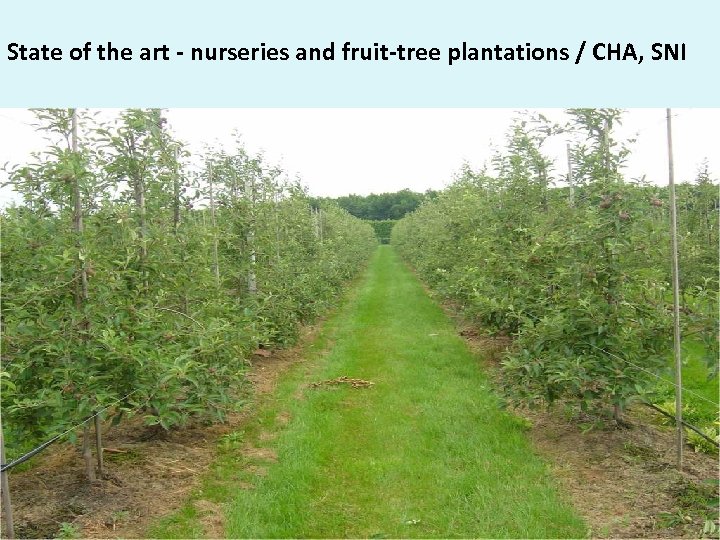 State of the art - nurseries and fruit-tree plantations / CHA, SNI 