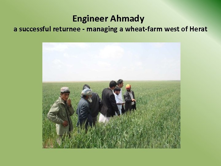 Engineer Ahmady a successful returnee - managing a wheat-farm west of Herat 