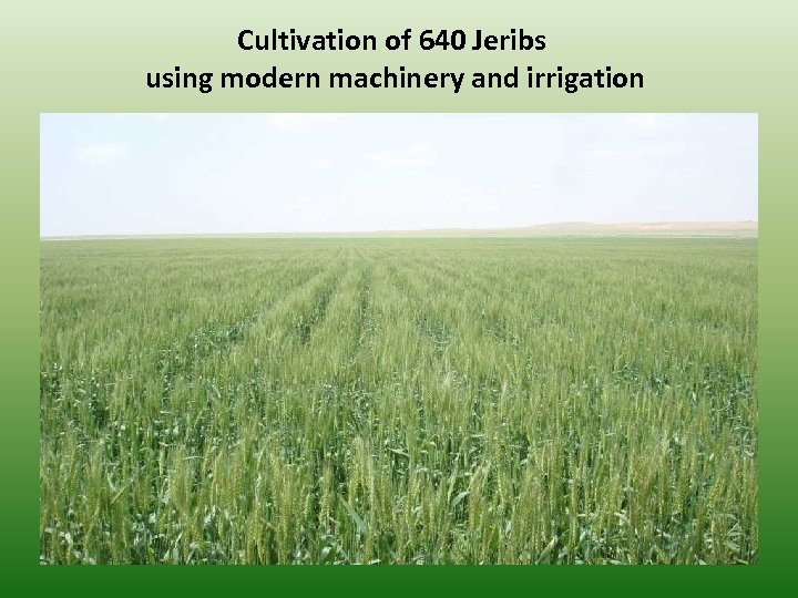 Cultivation of 640 Jeribs using modern machinery and irrigation 