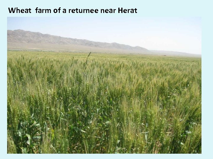 Wheat farm of a returnee near Herat 