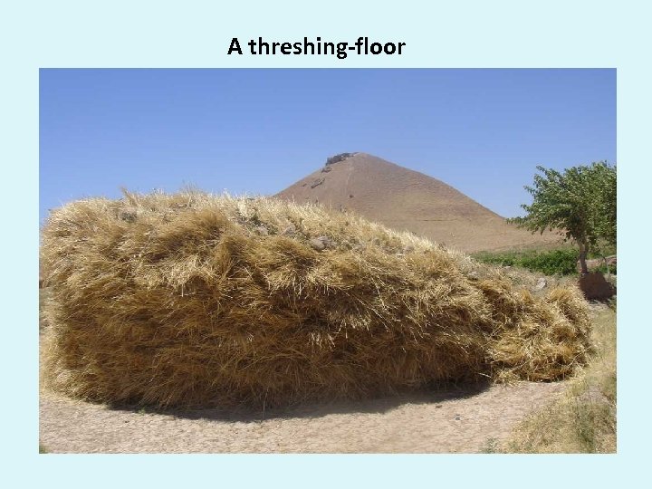 A threshing-floor 