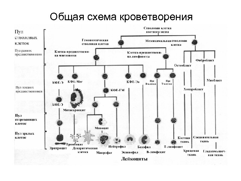 Общая схема кроветворения 