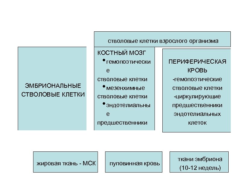 стволовые клетки взрослого организма КОСТНЫЙ МОЗГ гемопоэтически е стволовые клетки мезенхимные стволовые клетки эндотелиальны
