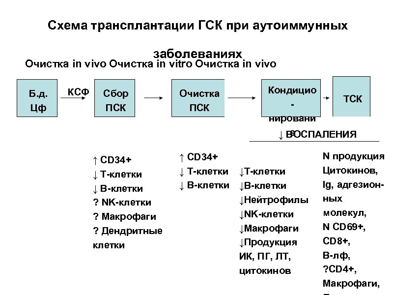 Схема трансплантации ГСК при аутоиммунных заболеваниях Очистка in vivo Очистка in vitro Очистка in