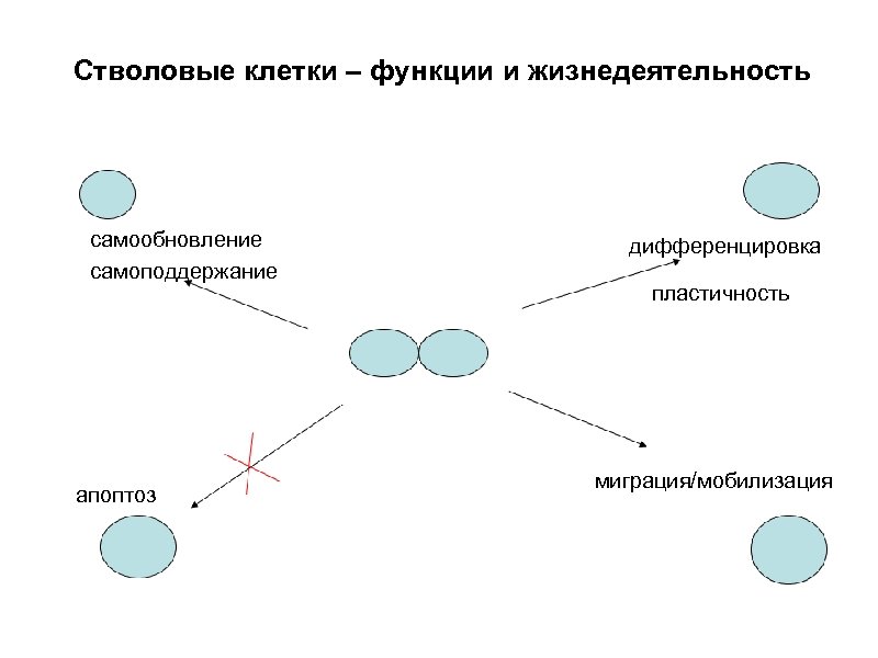 Стволовые клетки – функции и жизнедеятельность самообновление самоподдержание апоптоз дифференцировка пластичность миграция/мобилизация 
