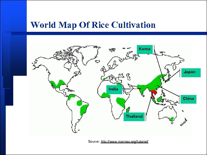 World Map Of Rice Cultivation Korea Japan India China Thailand Source: http: //www. ricemap.