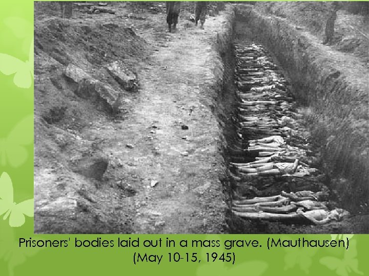 Prisoners' bodies laid out in a mass grave. (Mauthausen) (May 10 -15, 1945) 