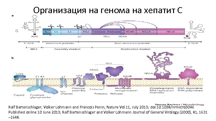 Организация на генома на хепатит С Ralf Bartenschlager, Volker Lohmann and Francois Penin, Nature