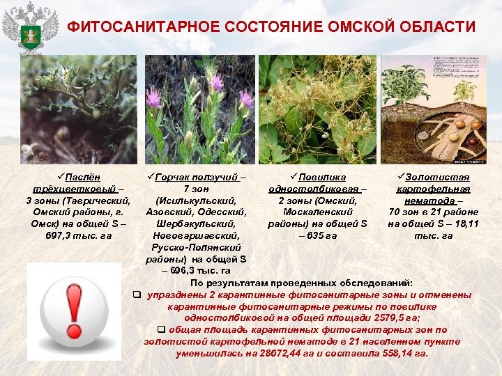ФИТОСАНИТАРНОЕ СОСТОЯНИЕ ОМСКОЙ ОБЛАСТИ üПаслён трёхцветковый – 3 зоны (Таврический, Омский районы, г. Омск)