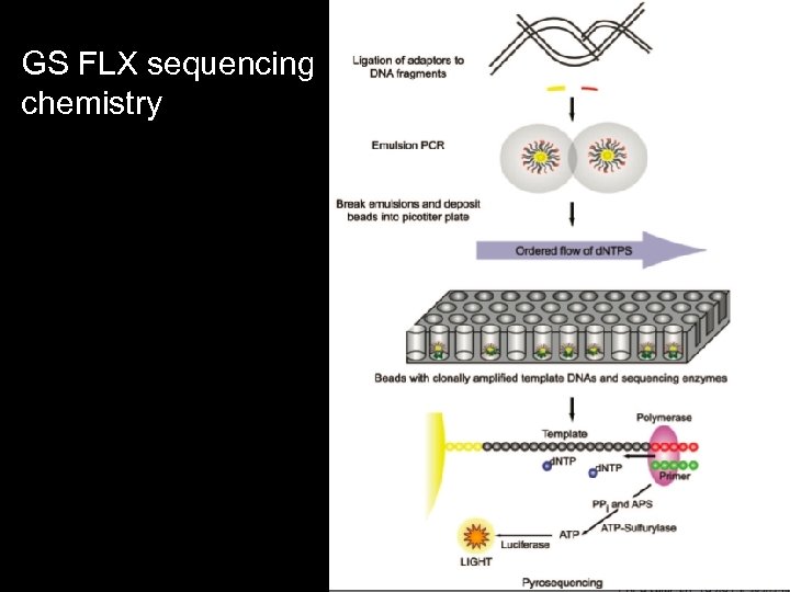 GS FLX sequencing chemistry 