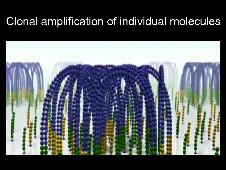 Clonal amplification of individual molecules 