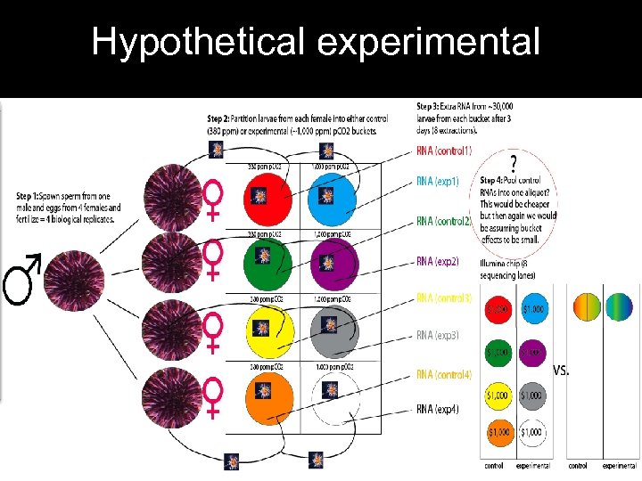 Hypothetical experimental 