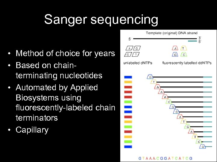 Sanger sequencing • Method of choice for years • Based on chainterminating nucleotides •