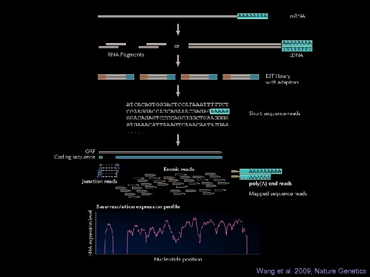 Wang et al. 2009, Nature Genetics 