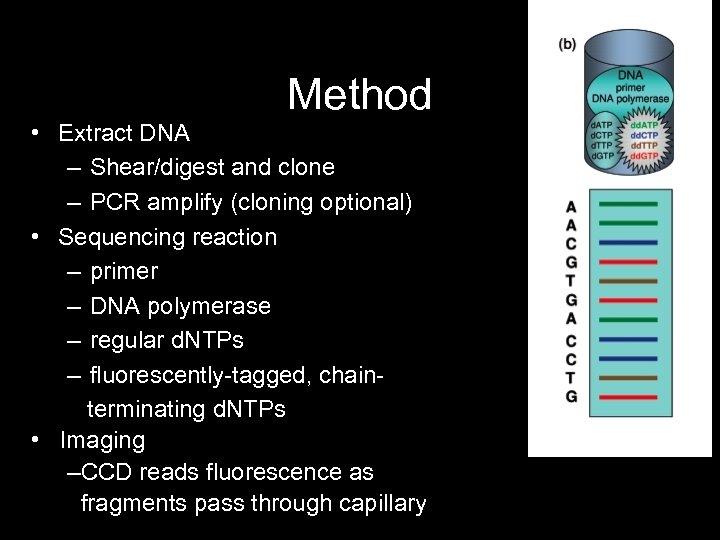 Method • Extract DNA – Shear/digest and clone – PCR amplify (cloning optional) •