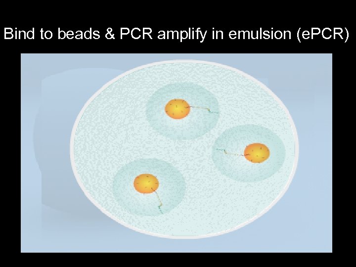 Bind to beads & PCR amplify in emulsion (e. PCR) 