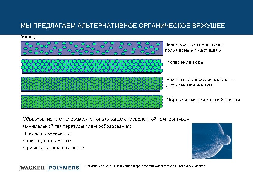 МЫ ПРЕДЛАГАЕМ АЛЬТЕРНАТИВНОЕ ОРГАНИЧЕСКОЕ ВЯЖУЩЕЕ (схема) Дисперсия с отдельными полимерными частицами Испарение воды В
