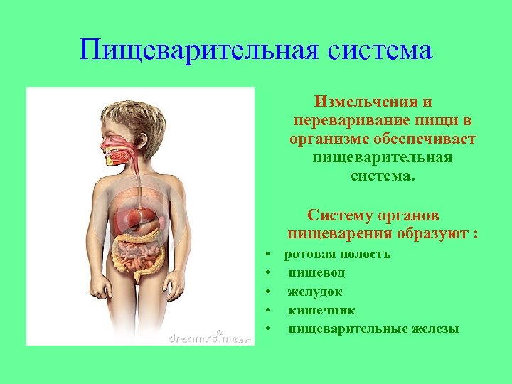 Пищеварительная система Измельчения и переваривание пищи в организме обеспечивает пищеварительная система. Систему органов пищеварения