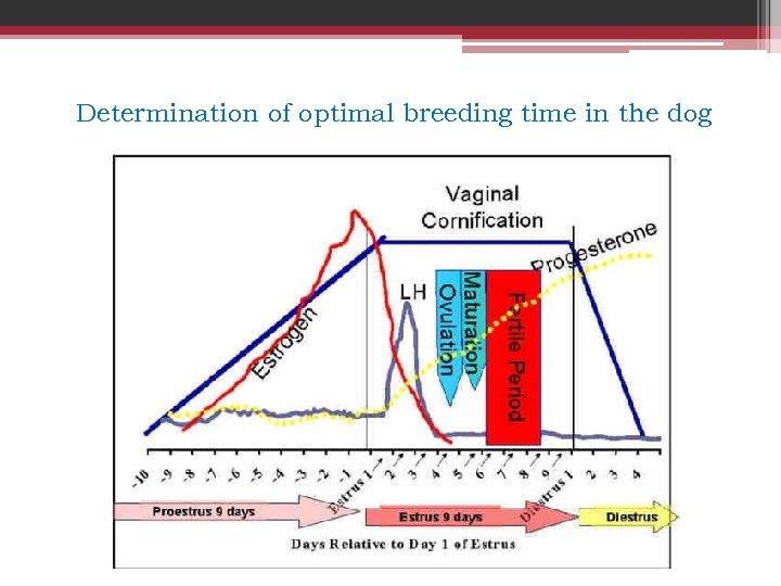 Determination of optimal breeding time in the dog 