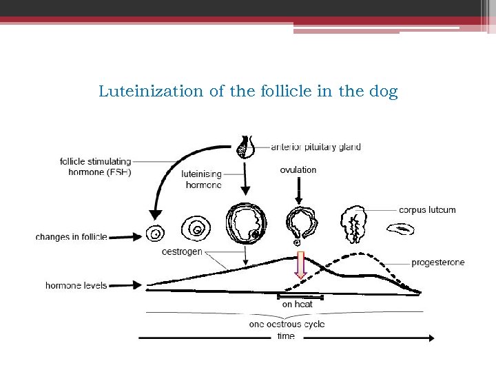 Luteinization of the follicle in the dog 