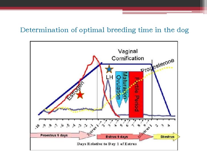 Determination of optimal breeding time in the dog 