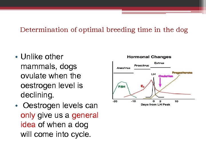 Determination of optimal breeding time in the dog • Unlike other mammals, dogs ovulate